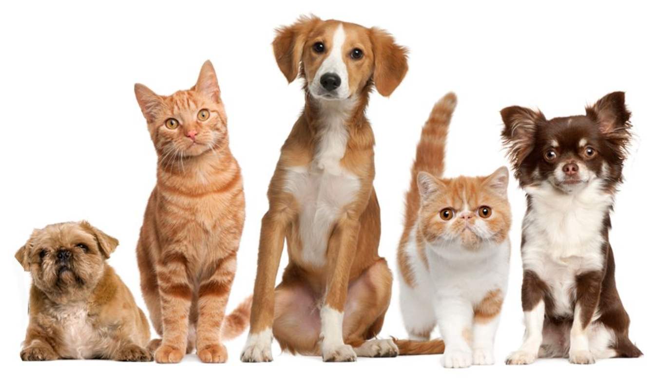pet-friendly